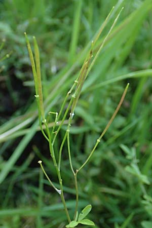 Cardamine dentata \ Zahn-Schaumkraut / White Cuckoo Bitter-Cress, D Schwarzwald/Black-Forest, Alpirsbach 9.6.2016