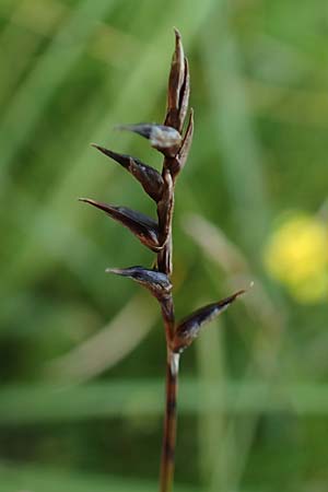 Carex davalliana \ Davalls Segge, Torf-Segge, D Pfronten 28.6.2016