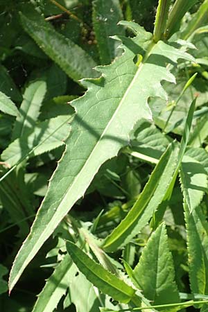 Carduus defloratus / Alpine Thistle, D Pfronten 28.6.2016