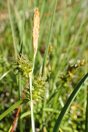 Carex demissa \ Grn-Segge / Common Yellow Sedge, D Schwarzwald/Black-Forest, Feldberg 10.7.2016