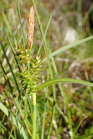 Carex demissa \ Grn-Segge, D Schwarzwald, Feldberg 10.7.2016
