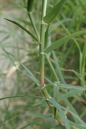 Cynodon dactylon \ Hundszahn-Gras / Bermuda Grass, Cocksfoot Grass, D Mannheim 6.8.2016