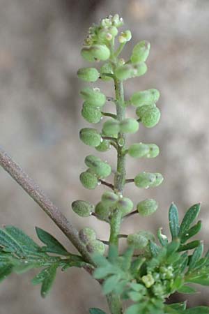 Lepidium didymum \ Zweiknotiger Krhenfu / Lesser Swine Cress, D Bürstadt 30.9.2016