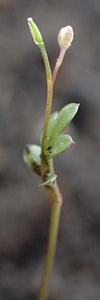 Cardamine occulta \ Japanisches Reisfeld-Schaumkraut, D Mannheim 6.3.2017