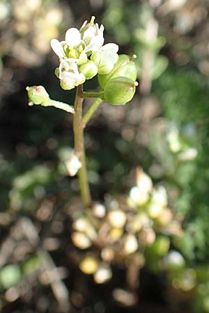 Cochlearia danica \ Dnisches Lffelkraut / Danish Scurvy-Grass, D Frankfurt Airport 26.5.2017