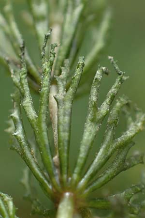 Ceratophyllum demersum \ Raues Hornblatt / Rigid Hornwort, D Ludwigshafen 9.9.2017