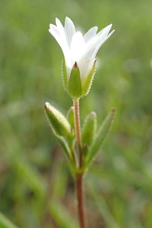 Cerastium dubium / Mouse-Ear, D Birkenheide 14.4.2018