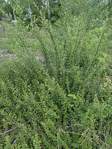 Cotoneaster dammeri \ Teppich-Zwergmispel / Bearberry Cotoneaster, D Haiger 9.5.2018