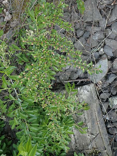 Cotoneaster dammeri \ Teppich-Zwergmispel / Bearberry Cotoneaster, D Haiger 9.5.2018