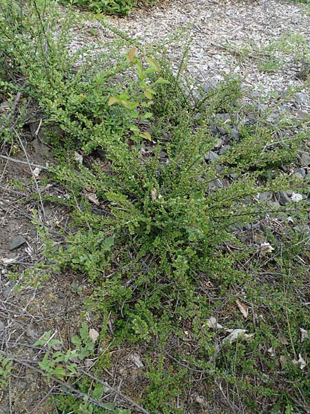 Cotoneaster dammeri \ Teppich-Zwergmispel / Bearberry Cotoneaster, D Haiger 9.5.2018