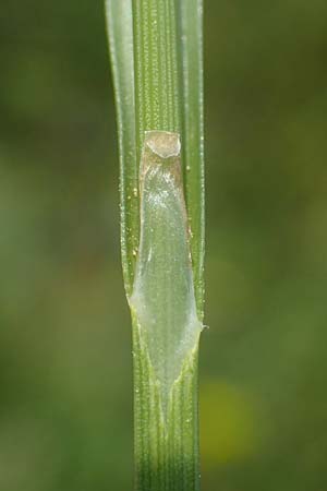 Carex distans \ Entfernthrige Segge, Lcken-Segge / Distant Sedge, D Biebesheim 12.5.2018