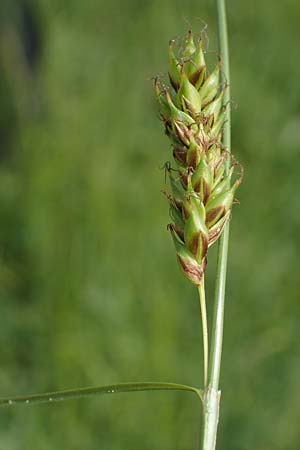 Carex distans \ Entfernthrige Segge, Lcken-Segge, D Biebesheim 12.5.2018