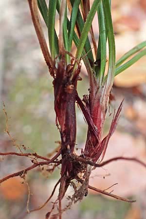 Carex digitata \ Finger-Segge / Fingered Sedge, D Alsbach 27.10.2018