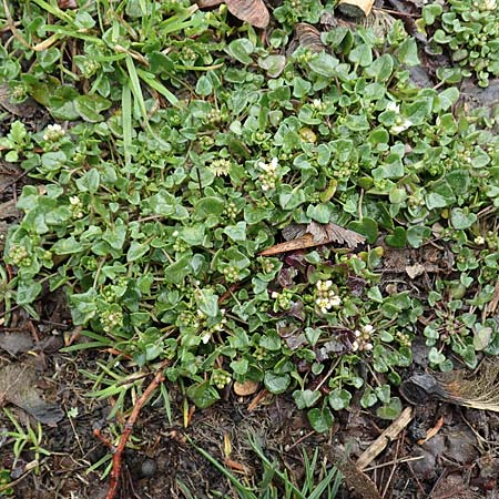 Cochlearia danica \ Dnisches Lffelkraut / Danish Scurvy-Grass, D Herzogenrath-Kohlscheid 10.3.2019