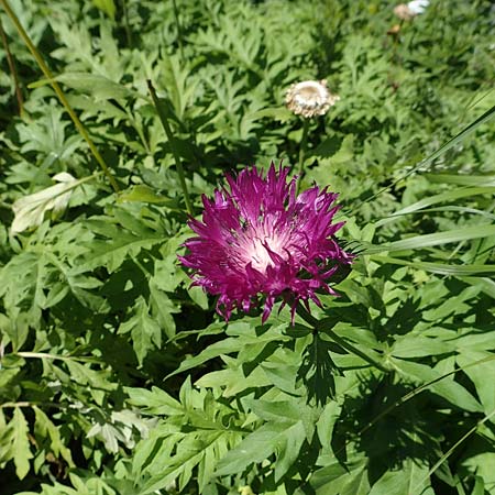 Centaurea dealbata / Persian Corn Flower, D Botan. Gar. Krefeld 13.6.2019