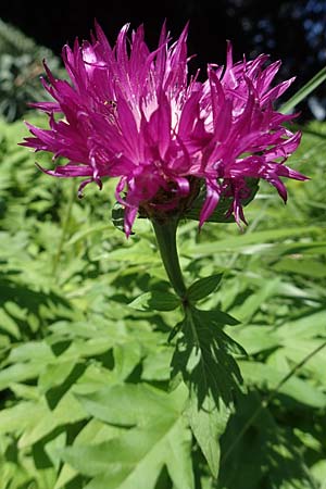 Centaurea dealbata \ Kaukasus-Flockenblume, Zweifarbige Flockenblume / Persian Corn Flower, D Botan. Gar. Krefeld 13.6.2019