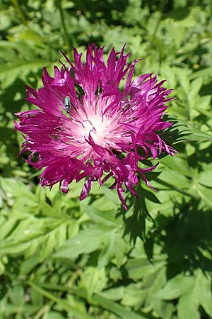 Centaurea dealbata \ Kaukasus-Flockenblume, Zweifarbige Flockenblume / Persian Corn Flower, D Botan. Gar. Krefeld 13.6.2019