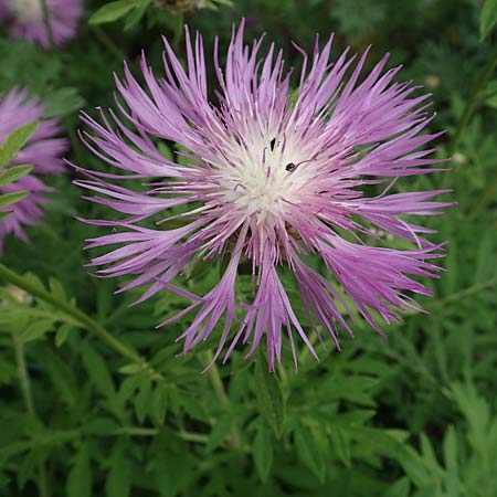 Centaurea dealbata / Persian Corn Flower, D Botan. Gar. Krefeld 13.6.2019