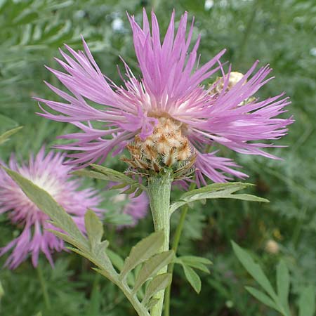 Centaurea dealbata \ Kaukasus-Flockenblume, Zweifarbige Flockenblume / Persian Corn Flower, D Botan. Gar. Krefeld 13.6.2019