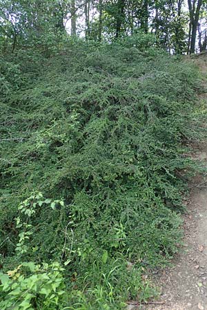 Cotoneaster divaricatus \ Sparrige Zwergmispel, Glnzende Zwergmispel, D Hagen 14.6.2019