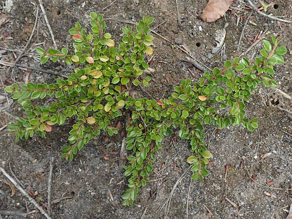 Cotoneaster divaricatus \ Sparrige Zwergmispel, Glnzende Zwergmispel / Spreading Cotoneaster, D Hagen 14.6.2019