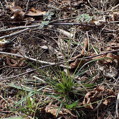 Carex digitata \ Finger-Segge / Fingered Sedge, D Rheinhessen, Wendelsheim 20.4.2021