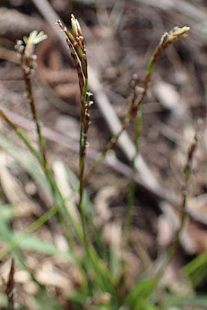 Carex digitata \ Finger-Segge / Fingered Sedge, D Rheinhessen, Wendelsheim 20.4.2021