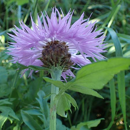 Centaurea dealbata ? \ Kaukasus-Flockenblume, Zweifarbige Flockenblume / Persian Corn Flower, D Leistadt 13.6.2021