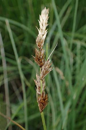 Carex disticha \ Zweizeilige Segge / Brown Sedge, Two-Ranked Sedge, D Stadtallendorf 21.6.2022