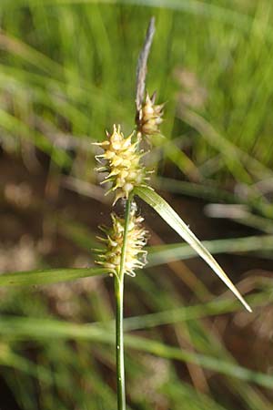 Carex demissa \ Grn-Segge, D Hunsrück, Börfink 18.7.2022