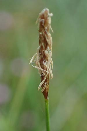 Carex dioica \ Zweihusige Segge / Dioecious Sedge, D  2.6.2023