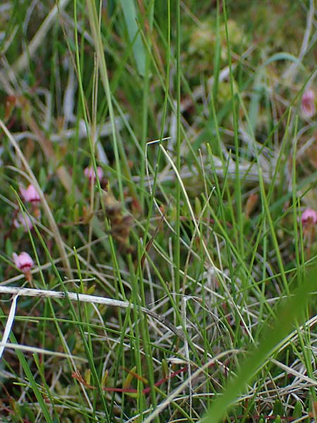 Carex dioica \ Zweihusige Segge / Dioecious Sedge, D  2.6.2023