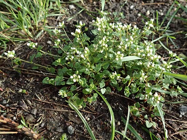 Cochlearia danica / Danish Scurvy-Grass, D Karlsruhe 5.4.2024