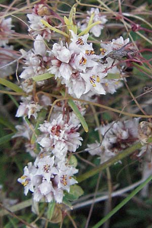 Cuscuta epithymum \ Quendel-Seide / Dodder, D Neuleiningen 27.7.2007