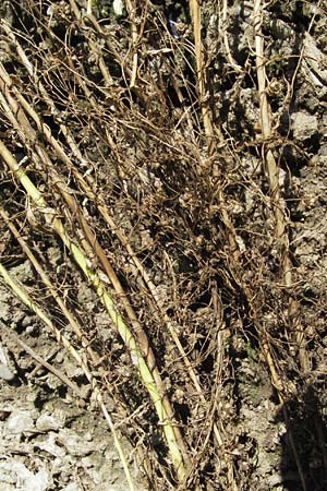 Cuscuta epilinum / Flax Dodder, D Botan. Gar.  Universit.  Mainz 4.8.2007