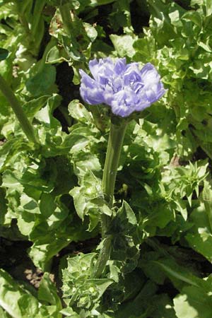 Cichorium endivia \ Winter-Endivie, Endivien-Salat / Endive, Chicory, D Botan. Gar.  Universit.  Mainz 4.8.2007