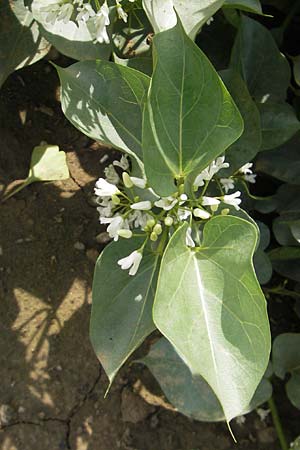 Cionura erecta \ Aufrechter Hundswrger / Milkweed, D Botan. Gar.  Universit.  Mainz 11.7.2009