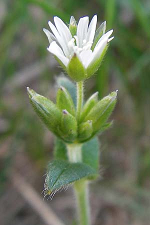 Cerastium holosteoides \ Gewhnliches Hornkraut, D Krumbach 8.5.2010