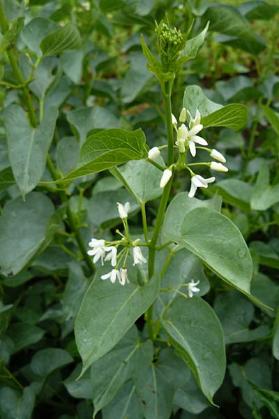 Cionura erecta \ Aufrechter Hundswrger / Milkweed, D Botan. Gar.  Universit.  Mainz 13.9.2008