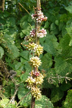 Cuscuta europaea \ Nessel-Seide / Greater Dodder, D Runkel an der Lahn 1.8.2015