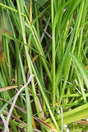 Carex echinata \ Igel-Segge, Stern-Segge / Star Sedge, D Schwarzwald/Black-Forest, Reichental 8.6.2013