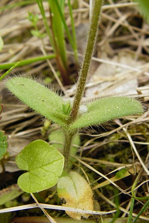 Cerastium tenoreanum \ Tenores Hornkraut / Tenore's Mouse-Ear, D Bastheim-Wechterswinkel 9.5.2015