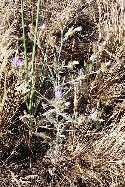 Centaurea australis x diffusa / Hybrid Knapweed, D Mannheim 16.7.2015