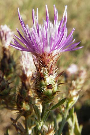 Centaurea australis x diffusa / Hybrid Knapweed, D Mannheim 16.7.2015