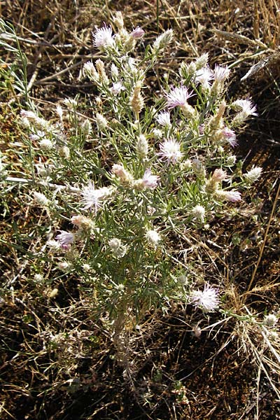 Centaurea australis x diffusa / Hybrid Knapweed, D Mannheim 16.7.2015