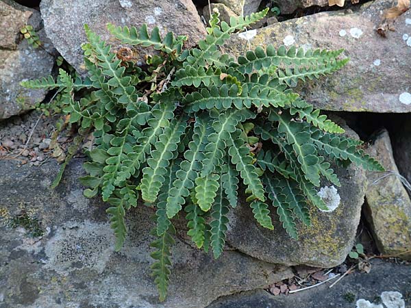 Asplenium ceterach \ Milzfarn, Schriftfarn, D Ettlingen 3.10.2015