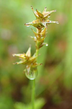 Carex echinata \ Igel-Segge, Stern-Segge / Star Sedge, D Pfronten 9.6.2016