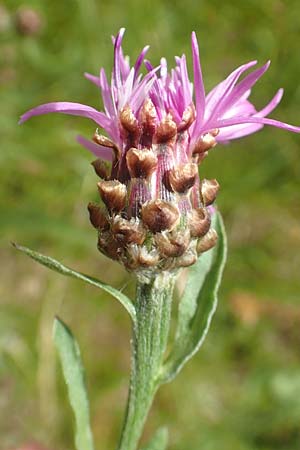 Centaurea jacea \ Wiesen-Flockenblume / Brown Knapweed, D Großheubach am Main 20.6.2016