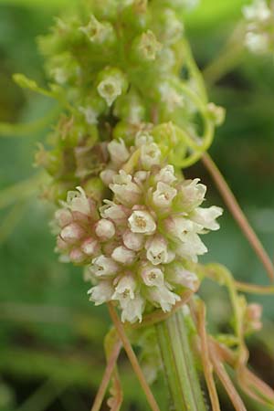 Cuscuta europaea \ Nessel-Seide / Greater Dodder, D Erlenbach am Main 16.7.2016