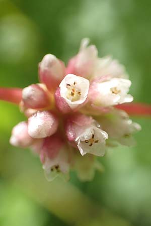 Cuscuta europaea \ Nessel-Seide / Greater Dodder, D Erlenbach am Main 16.7.2016